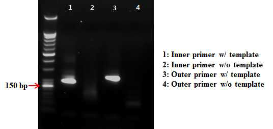 Inner primer와 outer primer를 이용한 Salmonella enteritidis의 genomic DNA 증폭 산물의 gel electrophoresis 분석 결과.