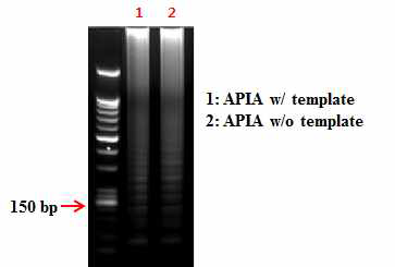 표적핵산의 APIA 기반 등온 핵산 증폭 산물에 대한 gel electrophoresis 분석 결과.