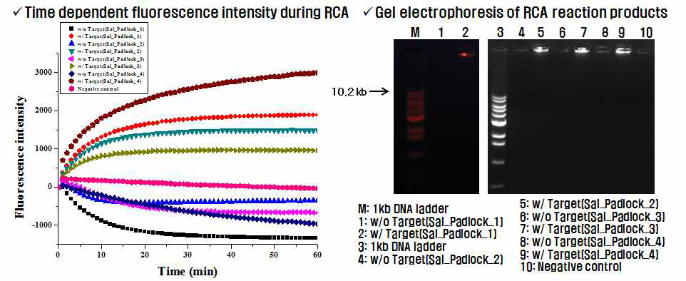 Artificial target DNA에 대한 RCA 기반 등온 핵산 증폭의 실시간 monitoring 및 gel electphoresis 분석 결과.