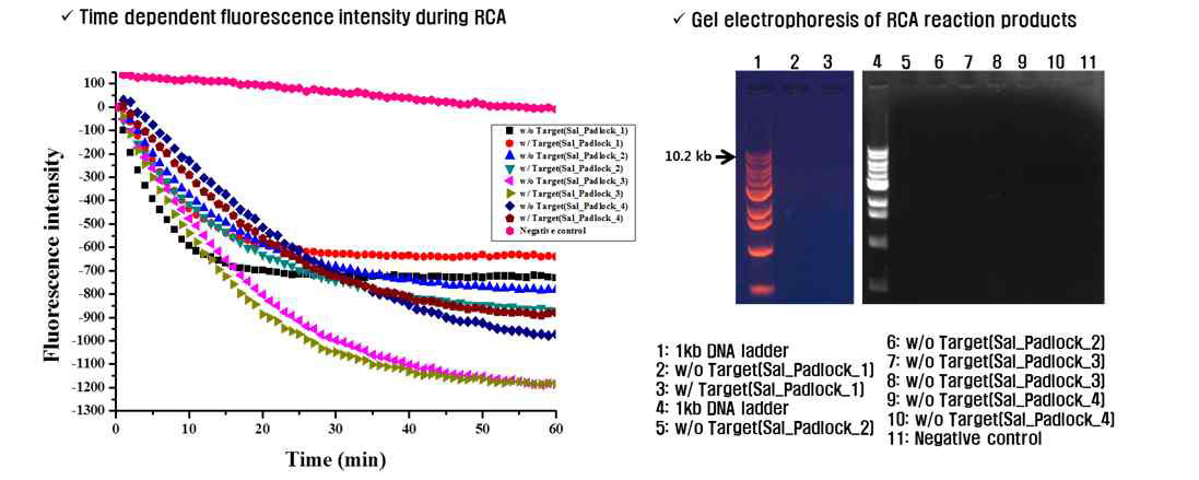 Target genomic DNA에 대한 RCA 기반 등온 핵산 증폭의 실시간 monitoring 및 gel electphoresis 분석 결과.