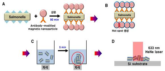 살모넬라균을 붙잡는 항체가 달린 Fe2O3 자성 나노입자를 이용해 살모넬라균을 SERS 분광법으로 검출하는 모식도.