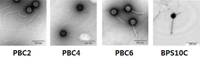 B. cereus 를 감염시키는 박테리오페이지의 TEM 이미지.
