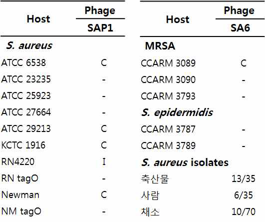 Staph. aureus 를 감염시키는 박테리오페이지 SAP1의 host range 분석