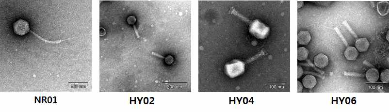 Salmonella 및 E. coli O157:H7를 감염시키는 박테리오페이지의 TEM 이미지