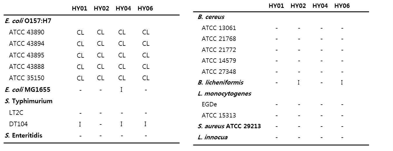 E. coli O157:H7를 감염시키는 박테리오페이지의 host range 분석