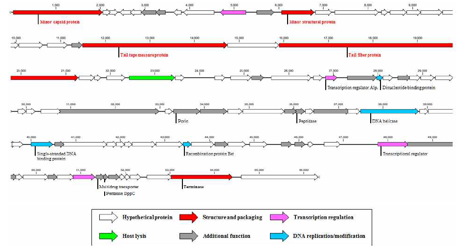 Complete genome analysis of B. cereus bacteriophage PBC5.
