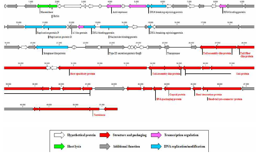 Complete genome analysis of Salmonella 박테리오페이지 BSP24.