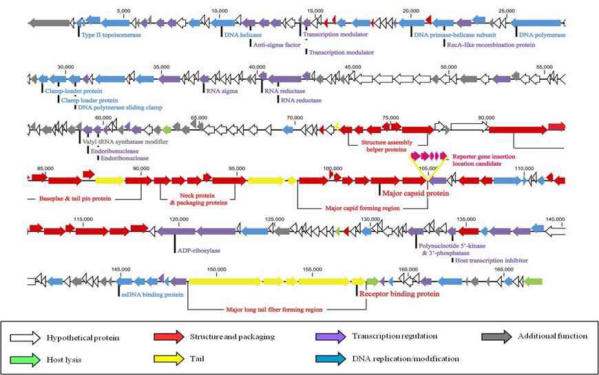 Complete genome analysis of E. coli O157:H7 박테리오페이지 HY01