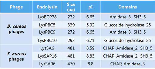 B. cereus와 S. aureus phage 지놈으로부터 얻은 endolysin 유전자 정보 요약