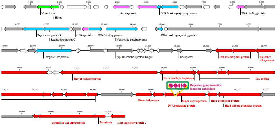 E. coli O157:H7 phage HY01의 luxCDABE reporter cassette 도입지점.