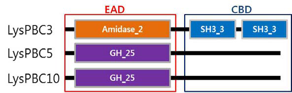PBS3, PBS5, PBC10으로부터 얻은 endolysin 모식도