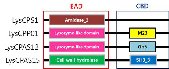 CPS1, CPP01, CPAS-12와 CPAS-15로부터 얻은 endolysin 모식도