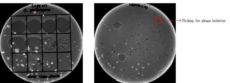 C. perfringens를 감염시키는 박테리오페이지의 분리.