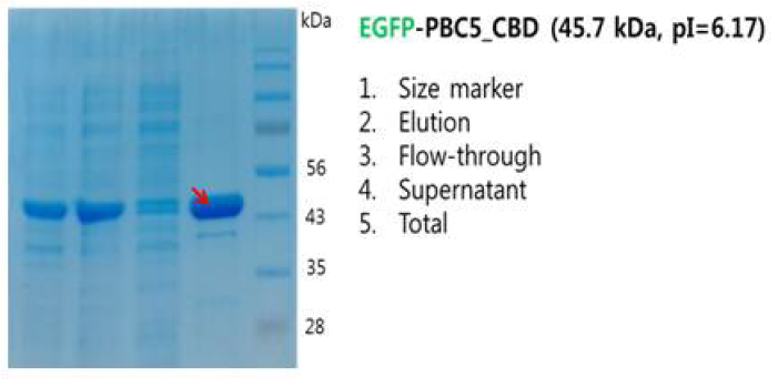 EGFP-PBC5_CBD 단백질의 발현 및 정제.