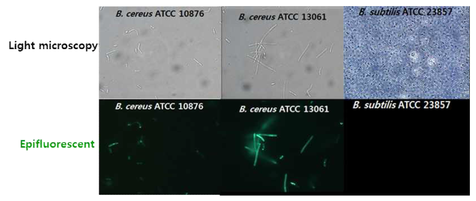 형광 현미경을 통한 GFP-PBC5_CBD 융합단백질의 B. cereus 결합 확인.