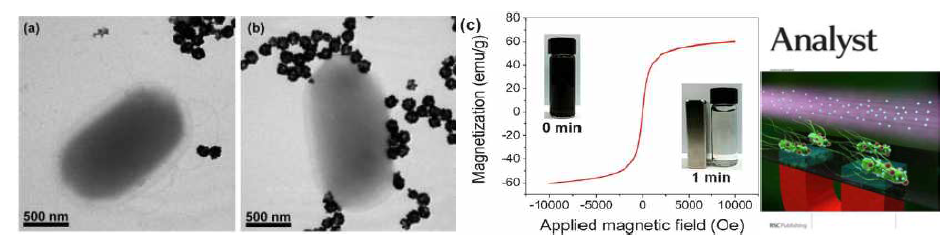 항체가 고정되지 않은 자성나노입자 (a)와 고정된 나노입자 (b)를 살모넬라균에 오염된 우유에 넣고, 자성 분리한 후 찍은 전자현미경 사진.