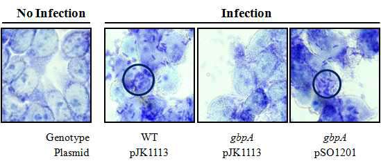 Cytoadherence of the wild type and gbpA mutant.