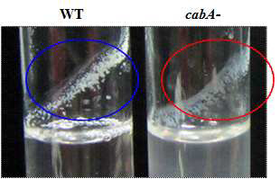 Biofilm ring on glass test tubes by the wild type and cabA mutant.