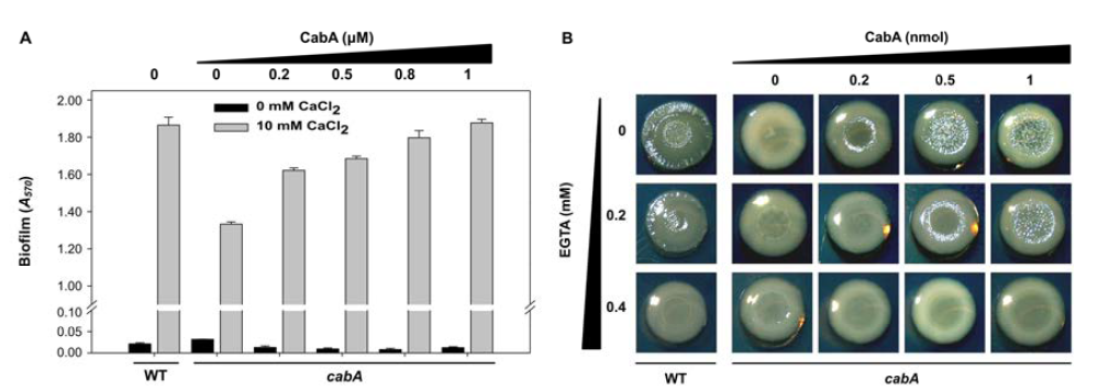 Exogenous addition of CabA to the cabA mutant biofilms and colonies.
