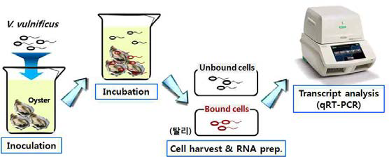 Schematic representation of the transcript analysis with RNAs isolated from V. vulnificus cells bound or unbound to oysters.