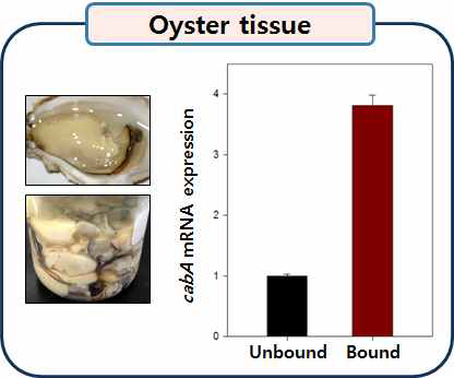 Induction of cabA expression upon binding to oyster tissue.