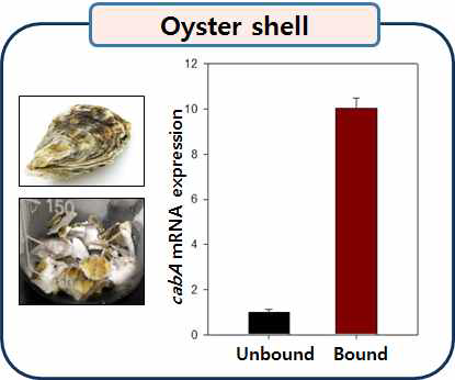 Induction of cabA expression upon binding to oyster shell.