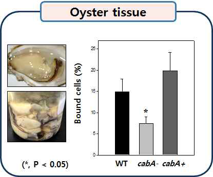 Biofilm formation of the V. vulnificus strains on oyster tissue.