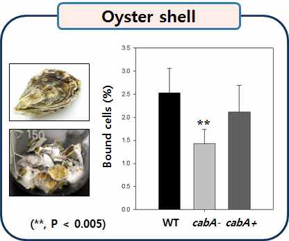 Biofilm formation of the V. vulnificus strains on oyster shell.