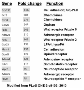 인체배아줄기세포에서 embryonic body로 진행되는 동안 GPCR의 발현