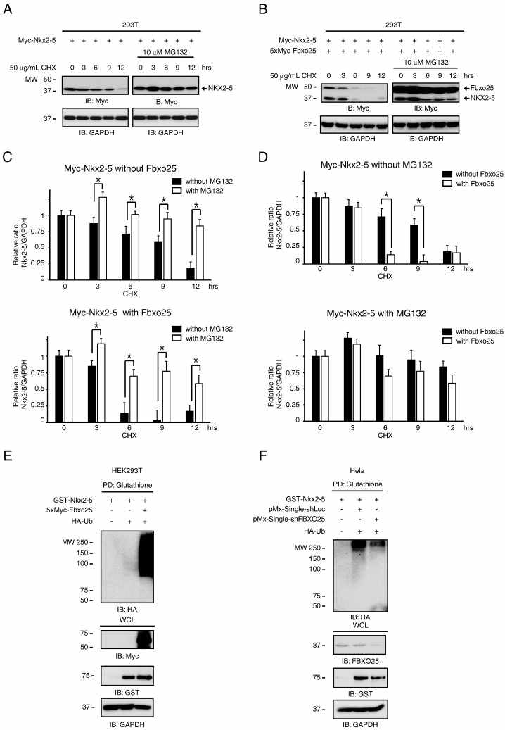 Fbxo25 expression activates exogenous Nkx2-5 protein degradation