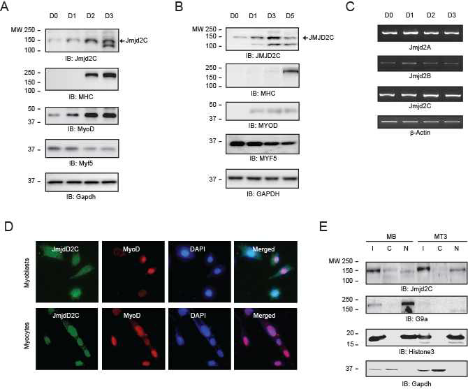 Skeletal muscle differentiation is accompanied by the induction and nuclear localization of Jmjd2C in C2C12 cells