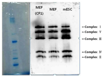 Separation of the mitochondrial respiratory complexes using blue-native gel electrophoresis in MEF and mESCs.