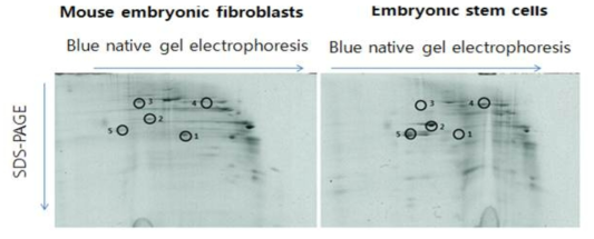 Two-dimensional resolution of the mitochondrial proteome from mouse embryonic fibroblasts and mouse embryonic stem cells by Blue-native/SDS polyacrylamide gel electrophoresis.