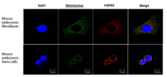 HSP60 expression in mouse embryonic fibroblast and embryonic stem cell mitochondria.