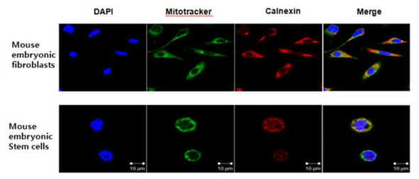 Calnexin expression in mouse embryonic fibroblast and embryonic stem cell mitochondria.