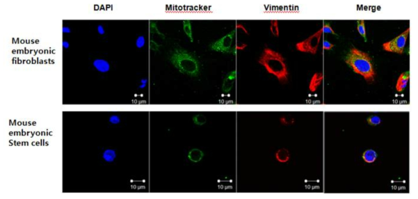 Vimentin expression in mouse embryonic fibroblast and embryonic stem cell mitochondria.