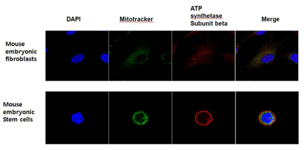 ATP synthetase subunit beta expression in mouse embryonic fibroblast and embryonic stem cell mitochondria.