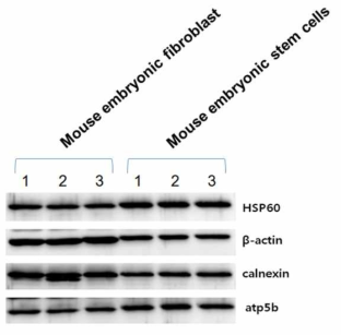 HSP60, calnexin and ATP synthetase subunit beta expression in mouse embryonic fibroblast and embryonic stem cell mitochondria determined by western blot.