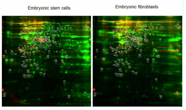 Differential proteome between embryonic stem cell and embryonic fibroblast mitochondria.