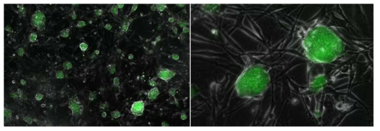 Reprogramming of a cloned mouse embryonic fibroblasts carrying GFP under the control of the Oct4 promoter, Oct4-GFP by infecting doxycline-inducible Oct4, Klf4, Sox2 and cMyc expressing lentiviral vector (CMEF-Oct4-GFP cells).