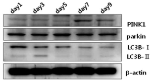 The expression levels of PINK1, parkin, LC3B I and LC3B II during somatic cell reprogramming.