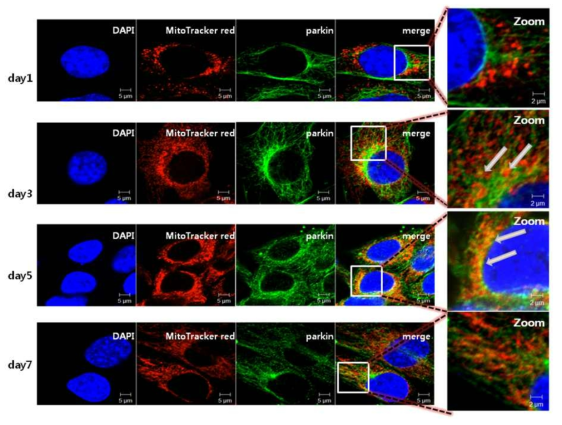 The translocation of parkin to mitochondria during somatic cell reprogramming.