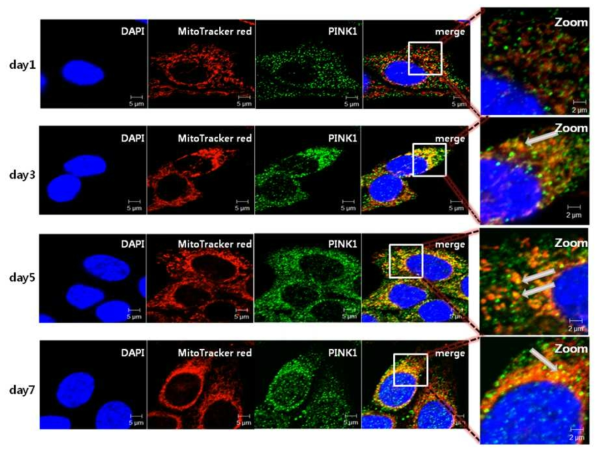 The translocation of PINK1 to mitochondria during somatic cell reprogramming.