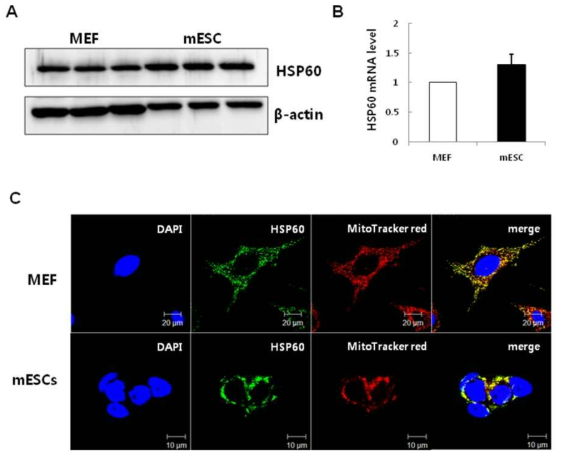 HSP60 expression in MEF and mESCs at protein (A) and mRNA (B) levels. HSP60 were localized in mitochondria (C).