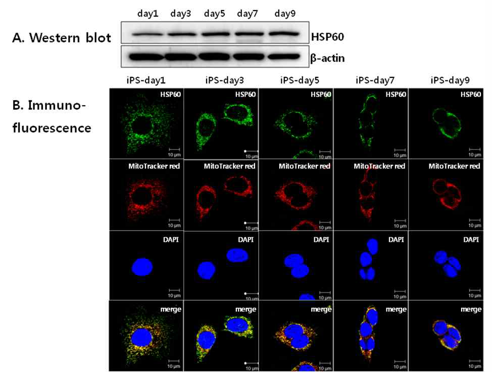 HSP60 expression during somatic cell reprogramming.