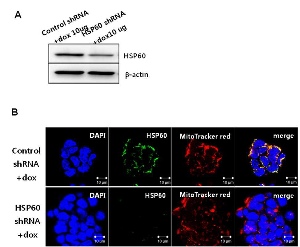 HSP60 knockdown in mESCs using a doxycycline inducible shRNA expressing lentiviral vector.