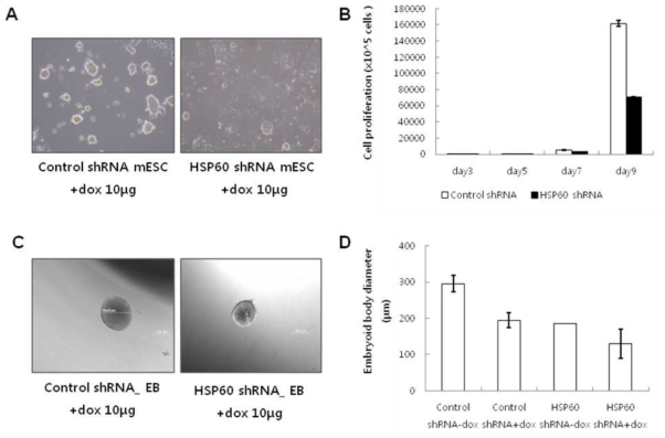 The effect of HSP60 knockdown on proliferation and embryoid body formation of mESCs. mESCs were infected with doxycycline inducible control shRNA or HSP60 shRNA lentiviral vector and selected with puromycin.