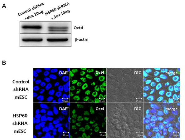 The effect of HSP60 knockdown on Oct4 expression in mESCs.