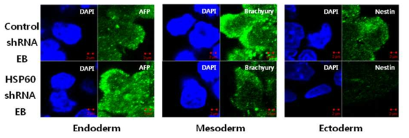 The effect of HSP60 knockdown on differentiation of mESCs into three germ layers.