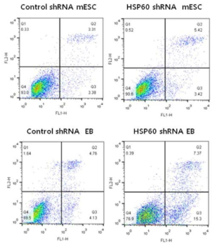 HSP60 knockdown increases apoptosis of mESCs and embryoid bodies.